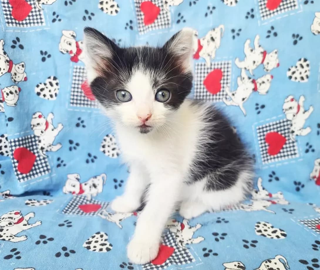 Nats (Натс), male young Mixed Breed for adoption at Happy Paw Kyiv