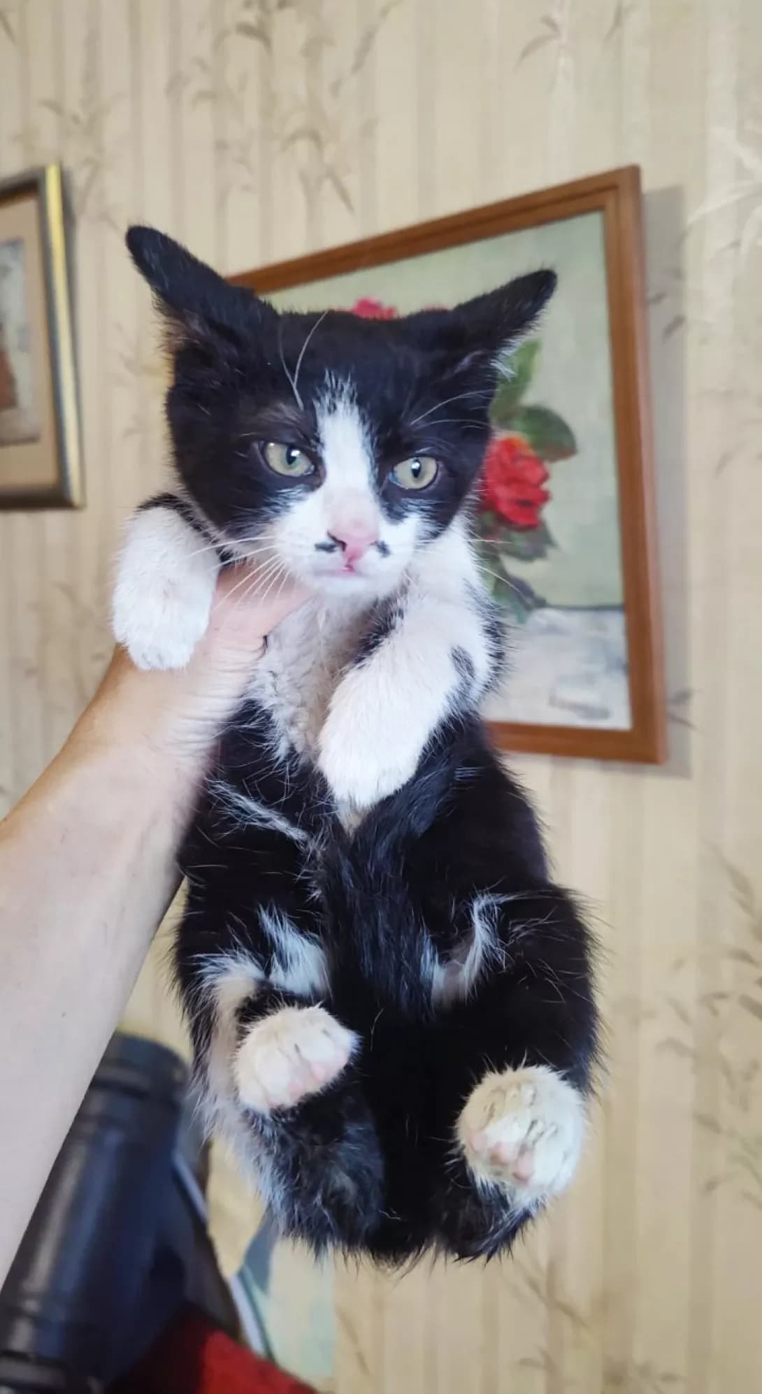 Pusik (Пусик), male young Mixed Breed for adoption at Happy Paw Kyiv