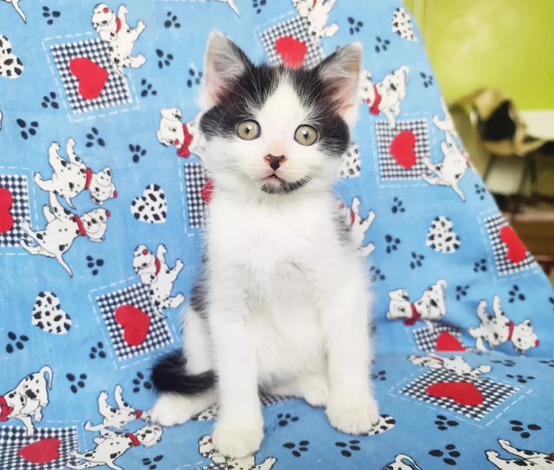 Tviks (Твікс), male young Mixed Breed for adoption at Happy Paw Kyiv