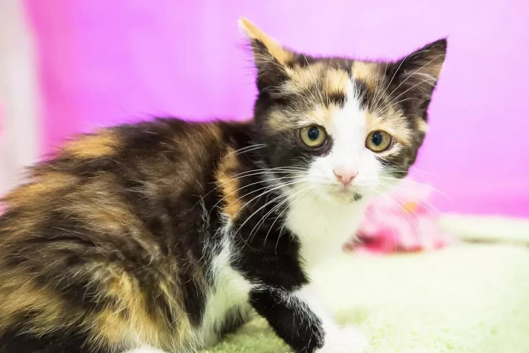 Felichita (Фелічита), female young Mixed Breed for adoption at Happy Paw Kyiv