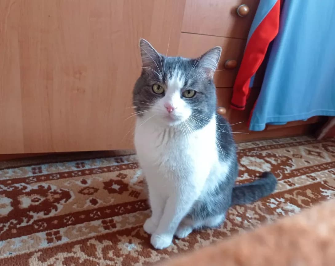 Maks (Макс), male 6yo Mixed Breed for adoption at Happy Paw Kyiv