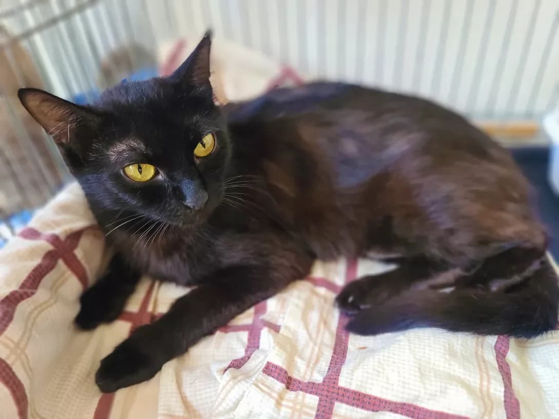 Mira (Міра), female 3yo Mixed Breed for adoption at Happy Paw Kyiv