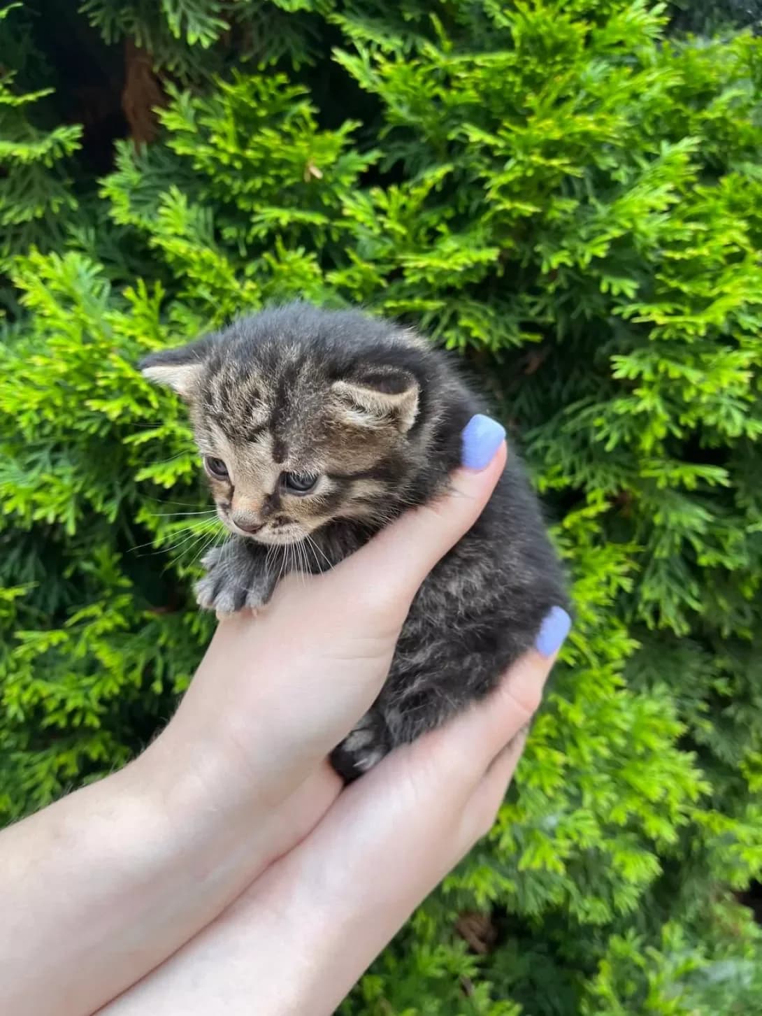 Manyunya (Манюня), female young Mixed Breed for adoption at Happy Paw Kyiv