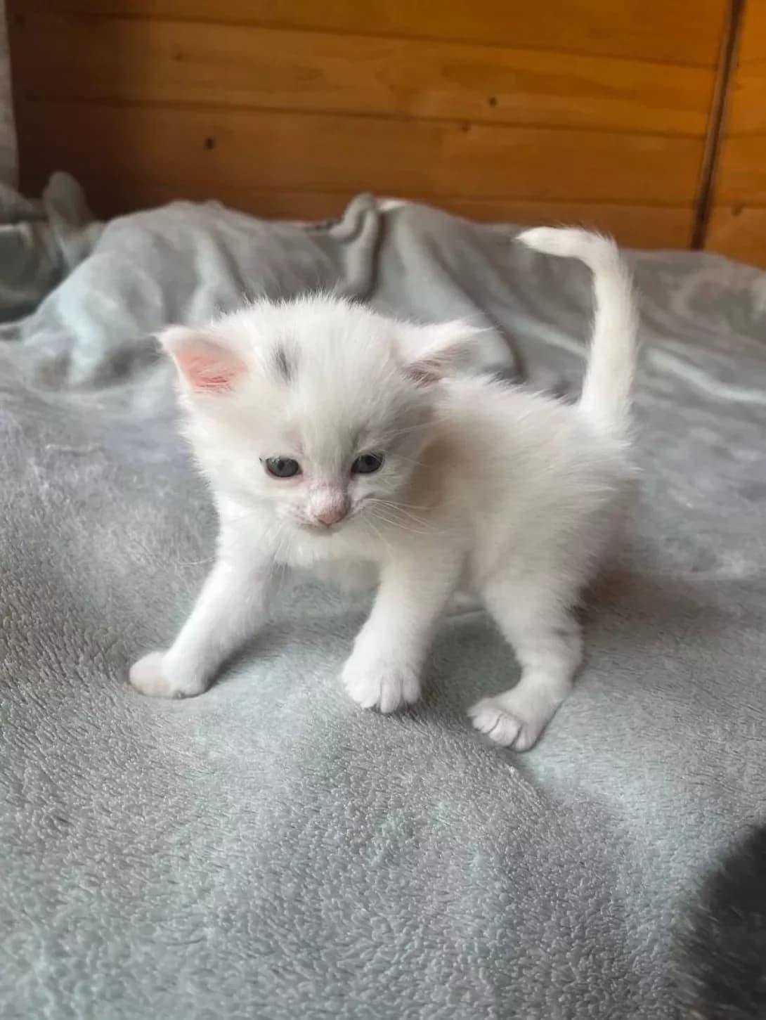 Manyavchik (Манявчик), male young Mixed Breed for adoption at Happy Paw Kyiv