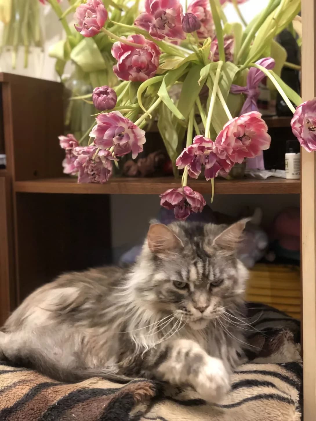 Fira (Фира), female 5yo Mixed Breed for adoption at Happy Paw Odesa