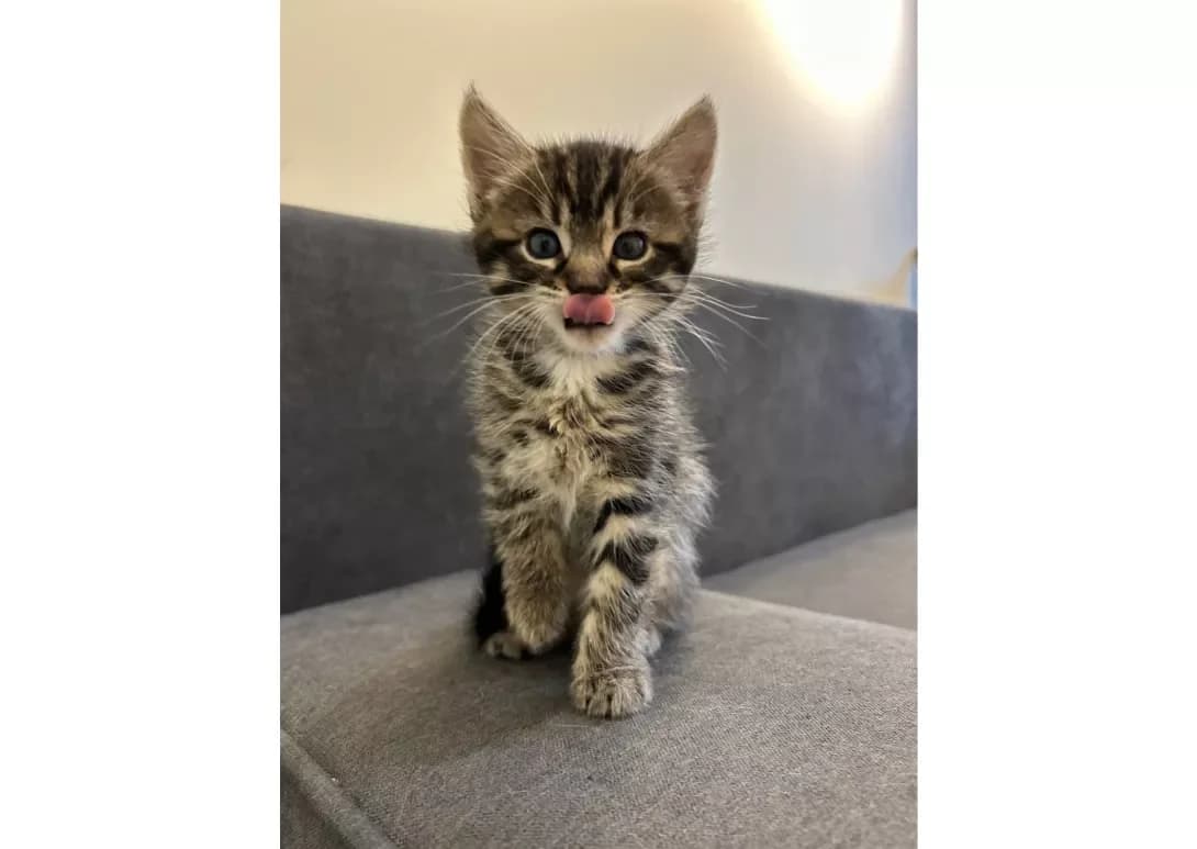Koshenyata (Кошенята), male young Mixed Breed for adoption at Happy Paw Kyiv