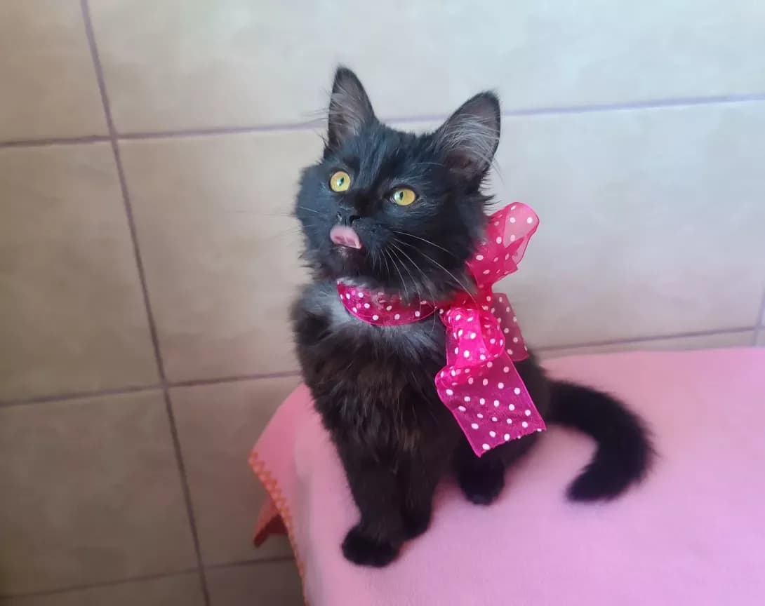 Chernika (Черника), female young Mixed Breed for adoption at Happy Paw Kyiv