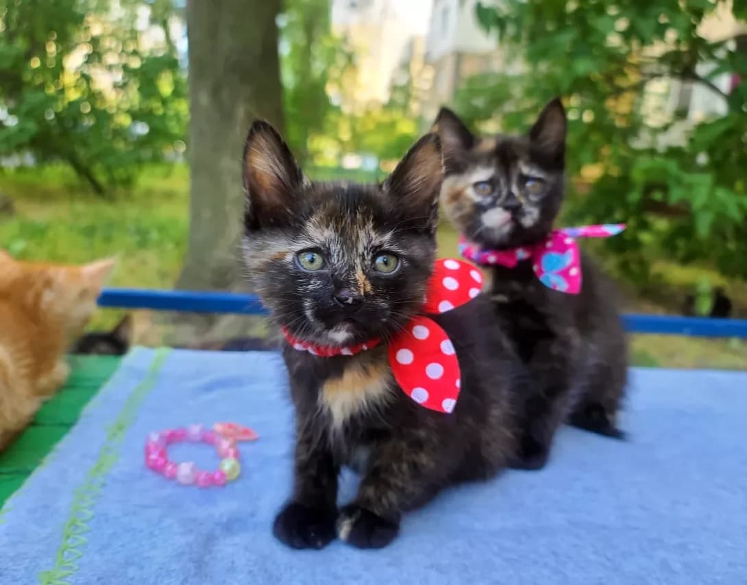 Kitti (Кітті), female young Mixed Breed for adoption at Happy Paw Kyiv
