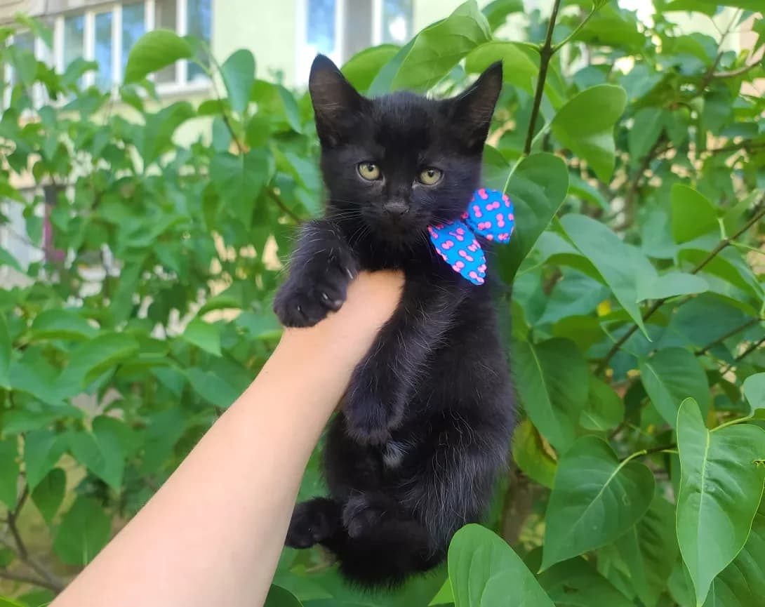 Marsel (Марсель), male young Mixed Breed for adoption at Happy Paw Kyiv