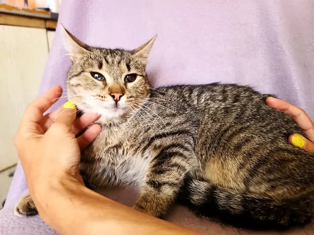 Mukha (Муха), female 3yo Mixed Breed for adoption at Happy Paw Kyiv