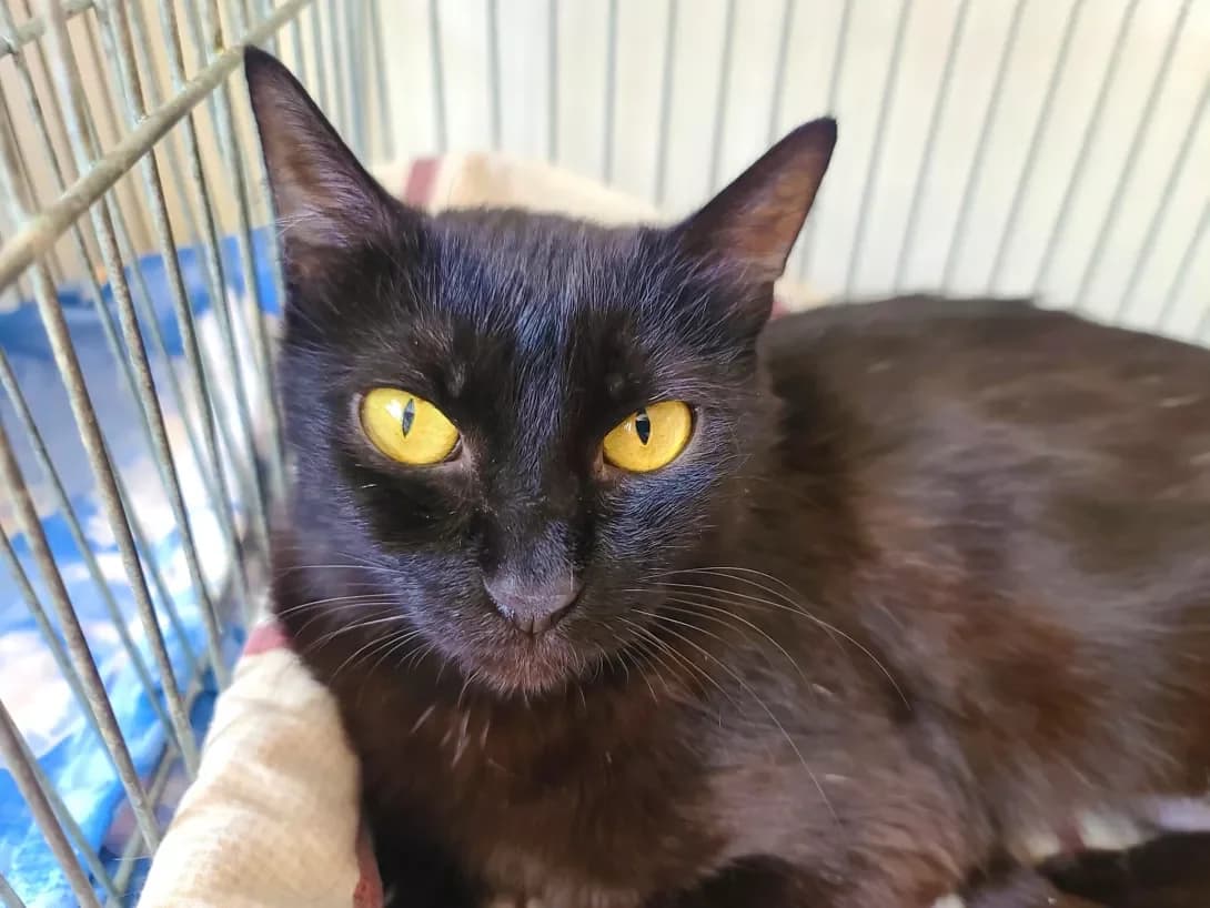 Mika (Міка), female 3yo Mixed Breed for adoption at Happy Paw Kyiv