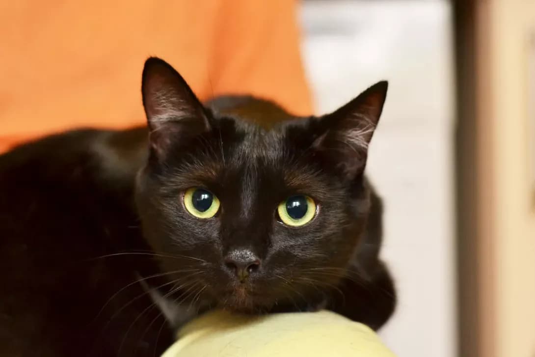 Puma (Пума), female 3yo Mixed Breed for adoption at Happy Paw Kyiv