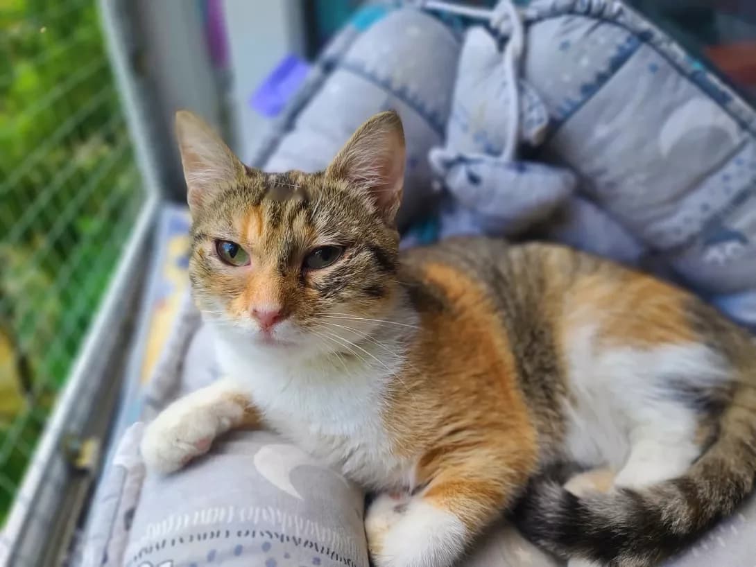 Dzhulya (Джуля), female young Mixed Breed for adoption at Happy Paw Kyiv