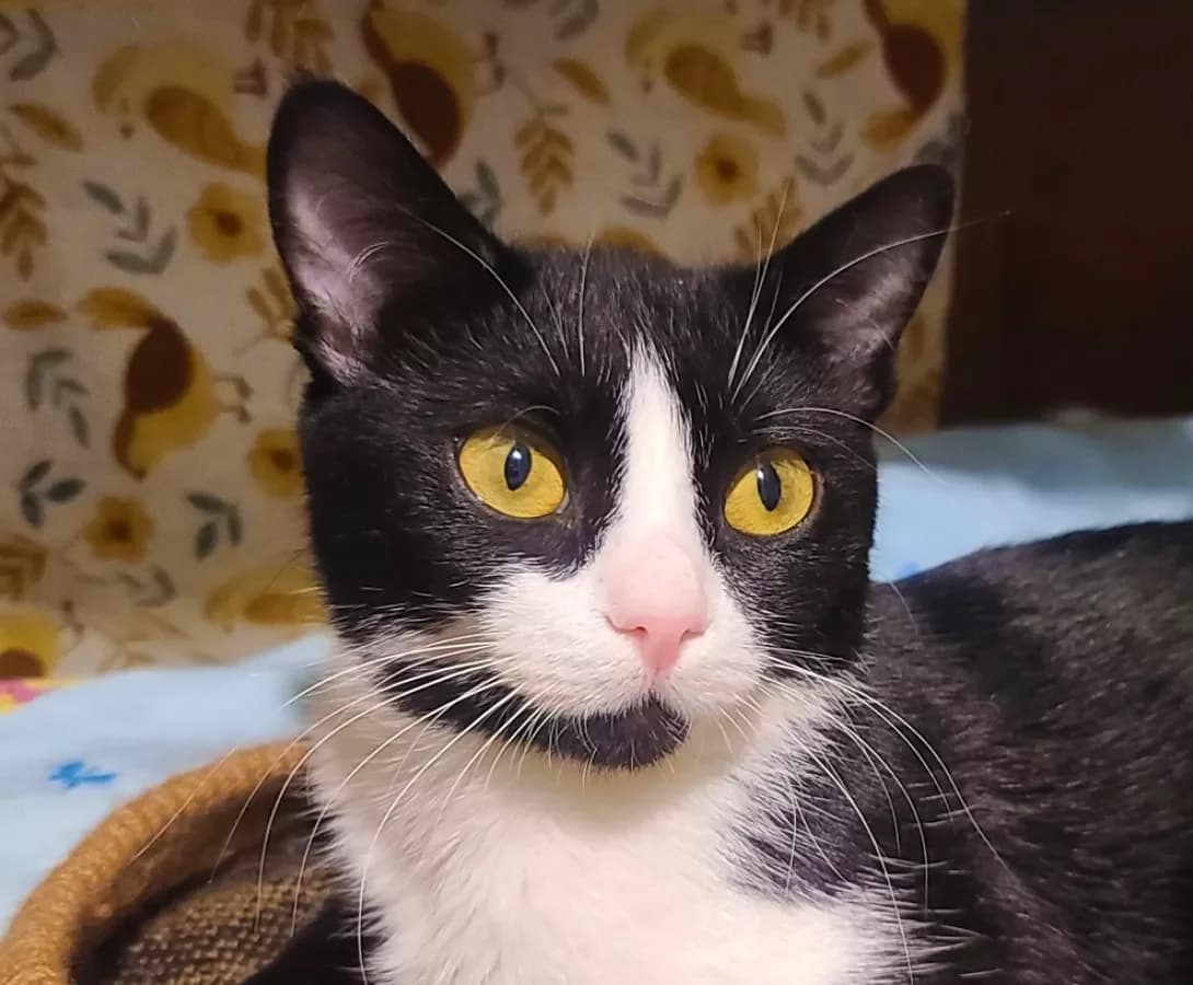 Dzhuliya (Джулия), female young Mixed Breed for adoption at Happy Paw Kyiv