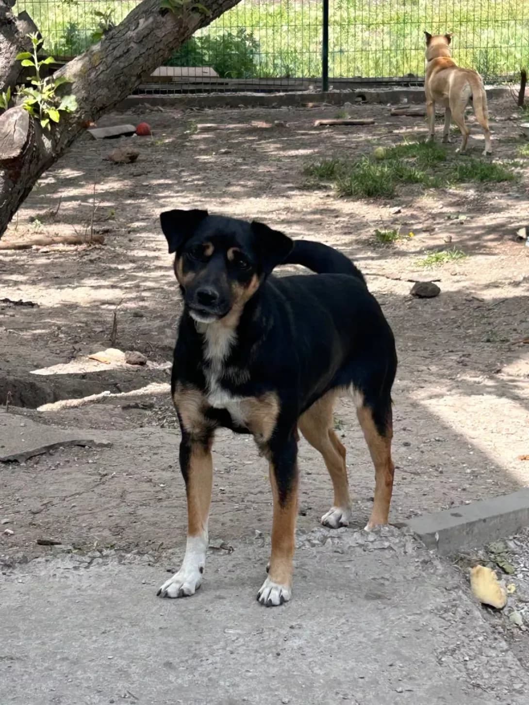 Alba (Альба), Mixed Breed (Happy Paw Dnipro)