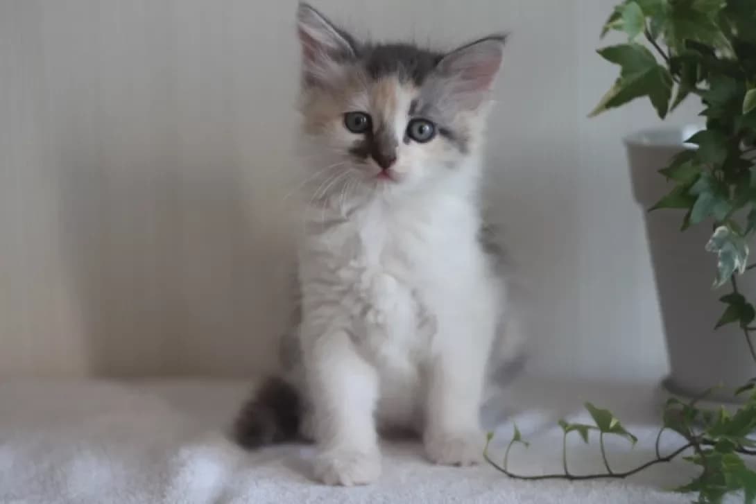 Pampushka (Пампушка), Mixed Breed (Happy Paw Kyiv Oblast)