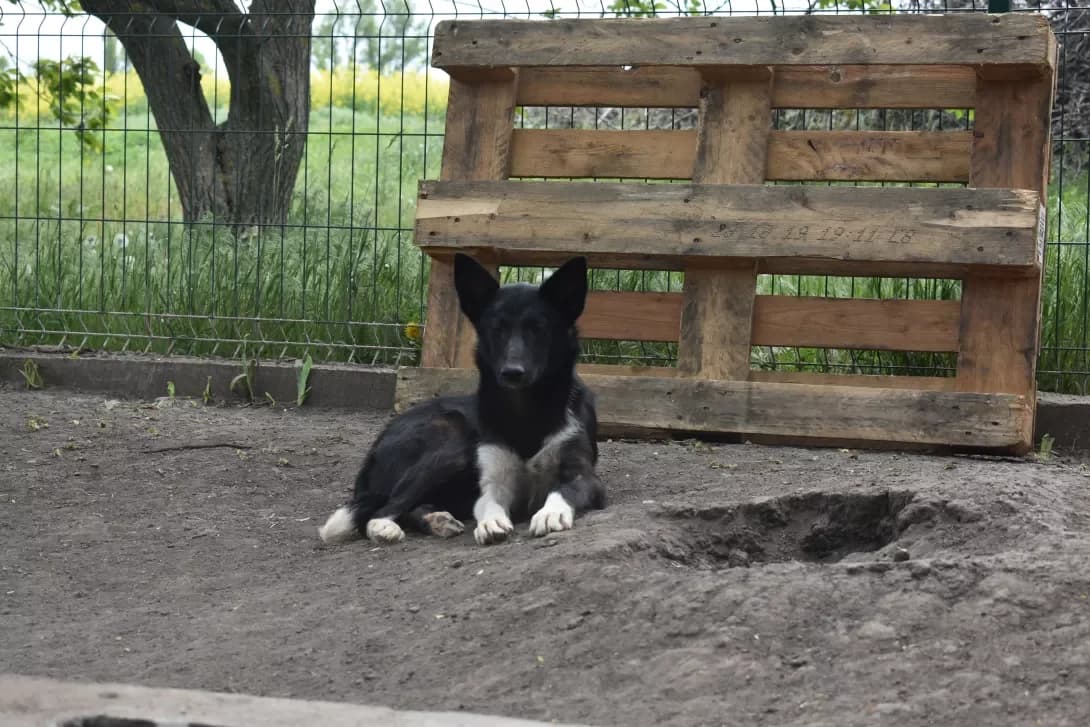 Blek (Блек), Mixed Breed (Happy Paw Dnipro)
