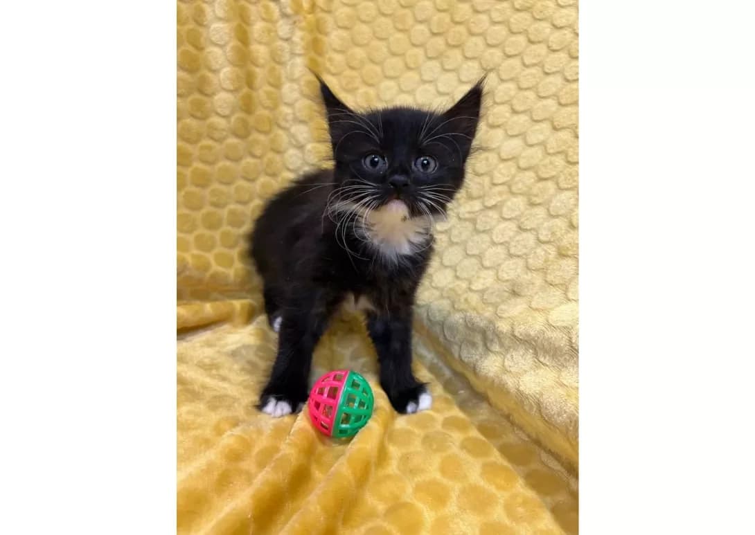Koshenyata (Кошенята), female young Mixed Breed for adoption at Happy Paw Kyiv