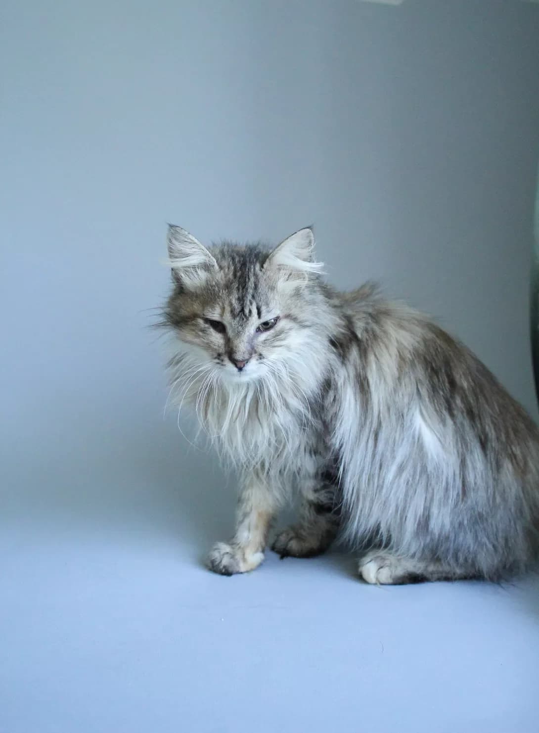 Odnoglazka (Одноглазка), female 3yo Mixed Breed for adoption at Happy Paw Poltava