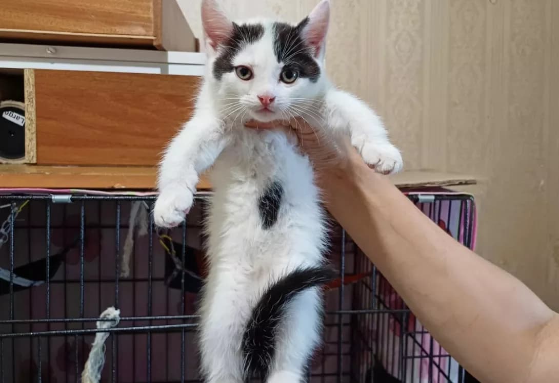 Barbi (Барбі), female young Mixed Breed for adoption at Happy Paw Kyiv