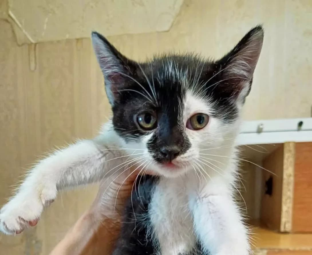 Liya (Лія), female young Mixed Breed for adoption at Happy Paw Kyiv