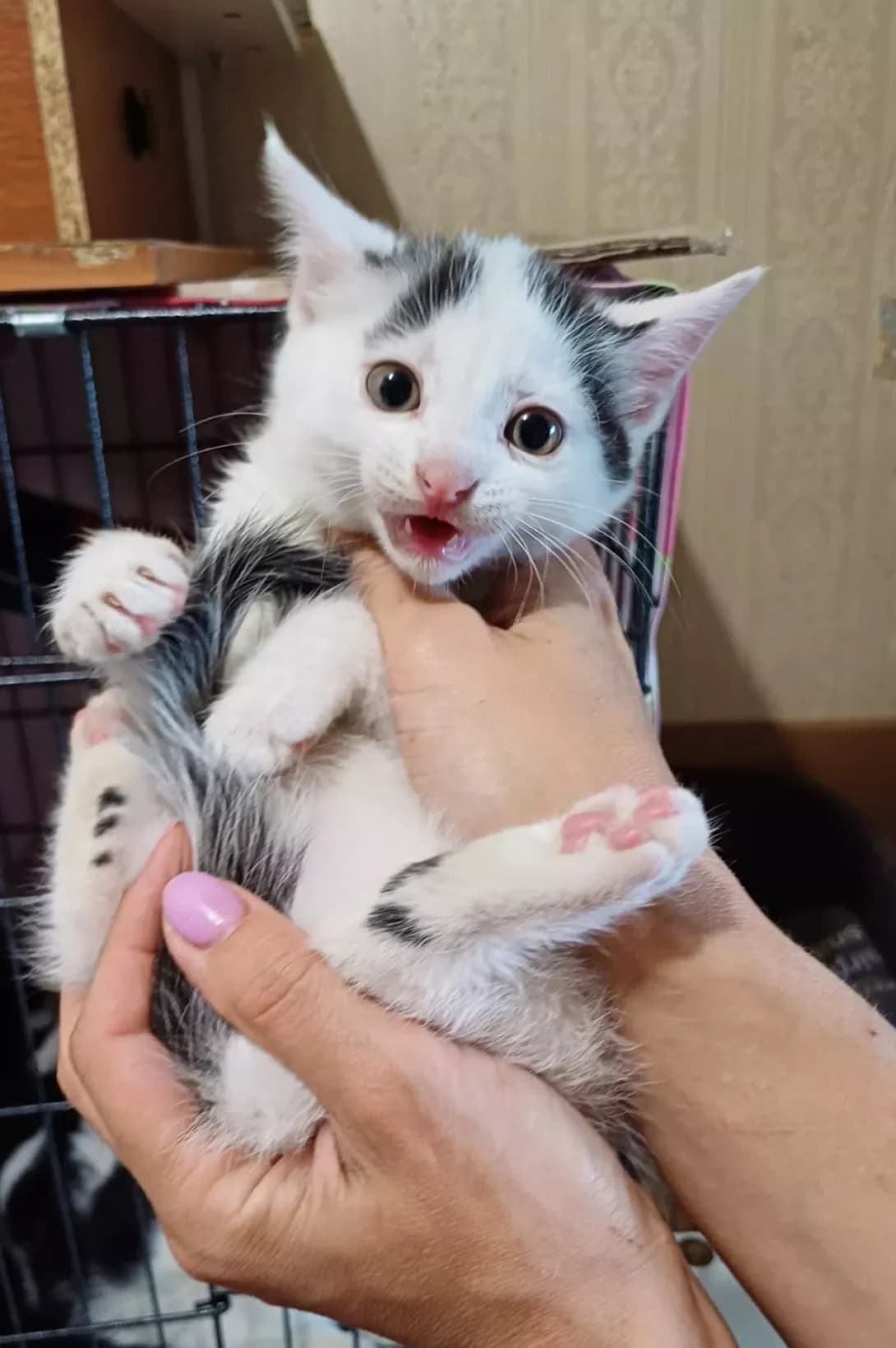 Miya (Мія), female young Mixed Breed for adoption at Happy Paw Kyiv