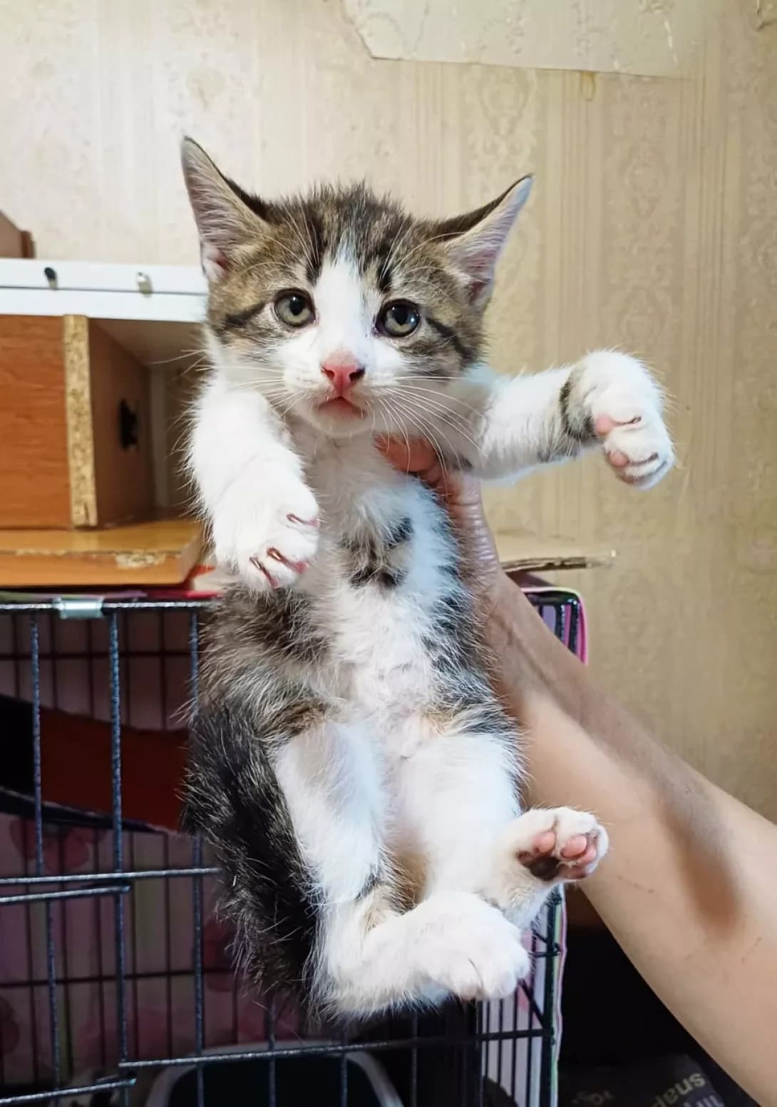Oskar (Оскар), male young Mixed Breed for adoption at Happy Paw Kyiv
