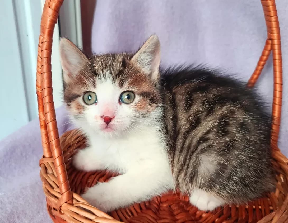 Nezabudka (Незабудка), female young Mixed Breed for adoption at Happy Paw Kyiv