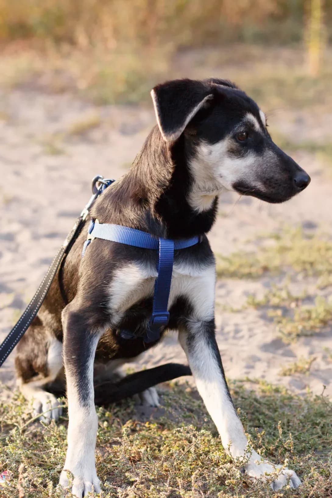 Broshka (Брошка), Mixed Breed (Happy Paw Dnipro)