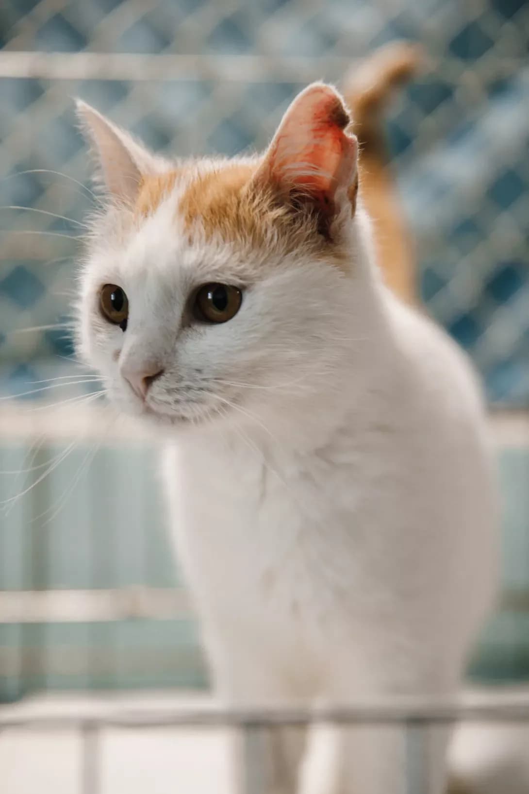 Chili (Чілі), Mixed Breed (Happy Paw Kyiv Oblast)