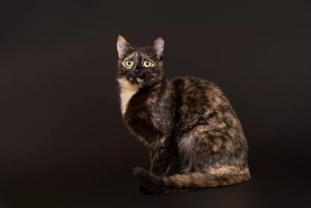 Vivian (Вівіан), Mixed Breed (Happy Paw Kyiv Oblast)
