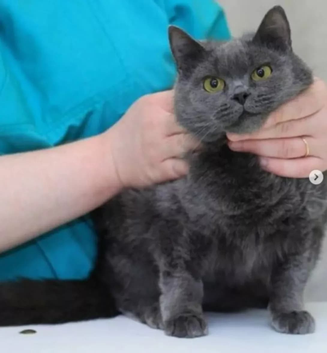 Iriska (Ириска), female 4yo British Shorthair for adoption at Happy Paw Dnipro