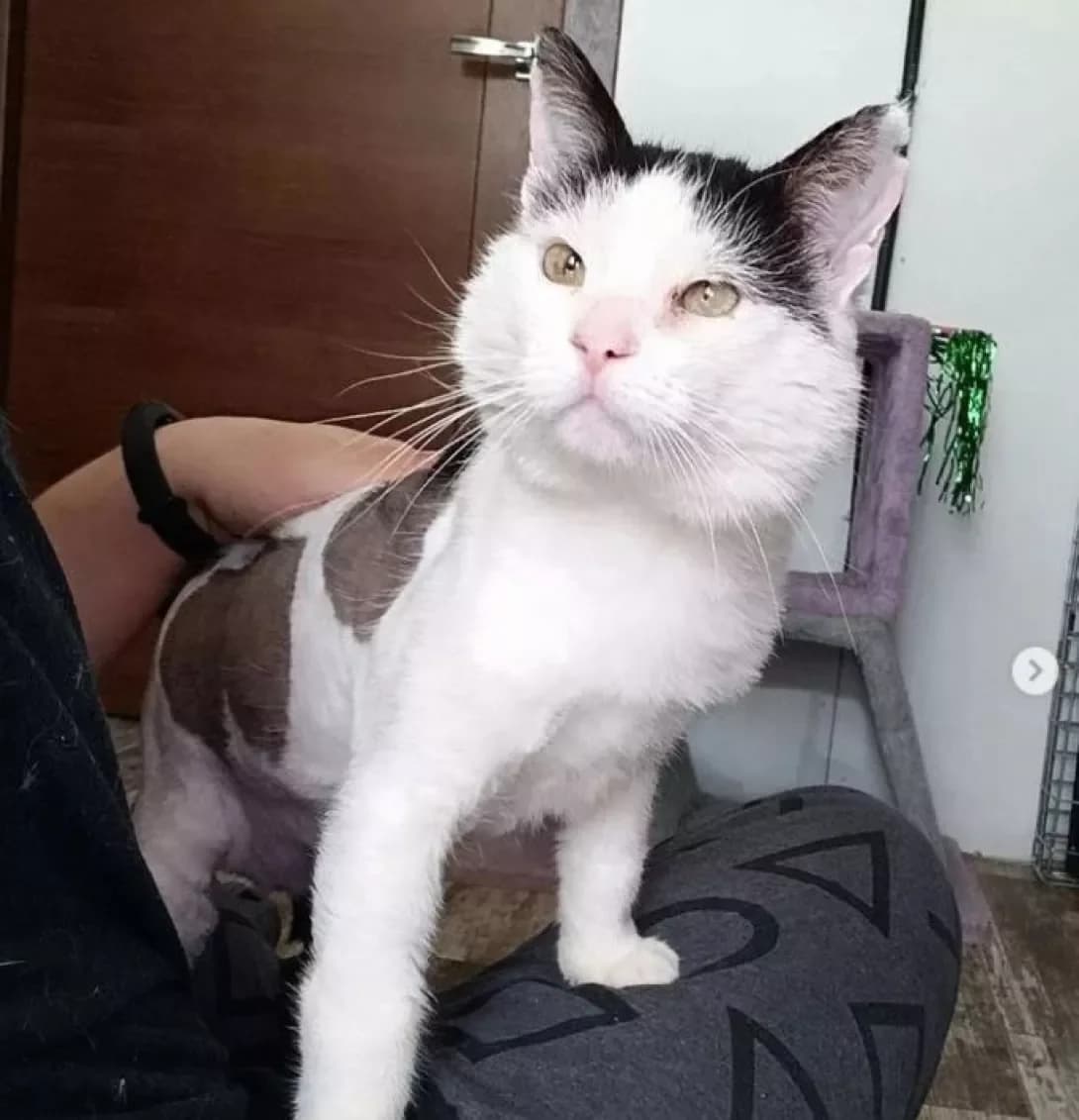 Senya (Сеня), male 5yo Mixed Breed for adoption at Happy Paw Dnipro