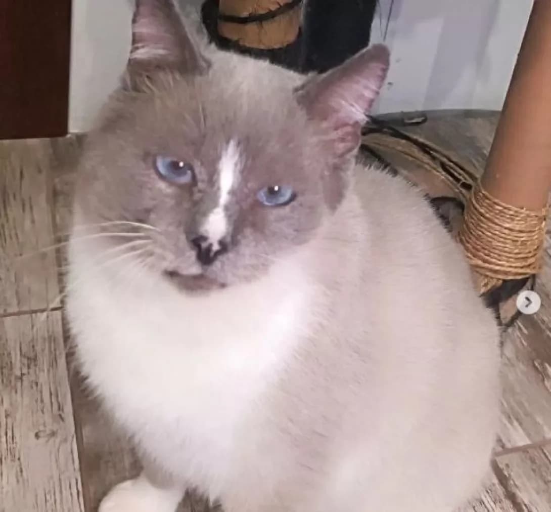 Neptun (Нептун), male 7yo Mixed Breed for adoption at Happy Paw Dnipro