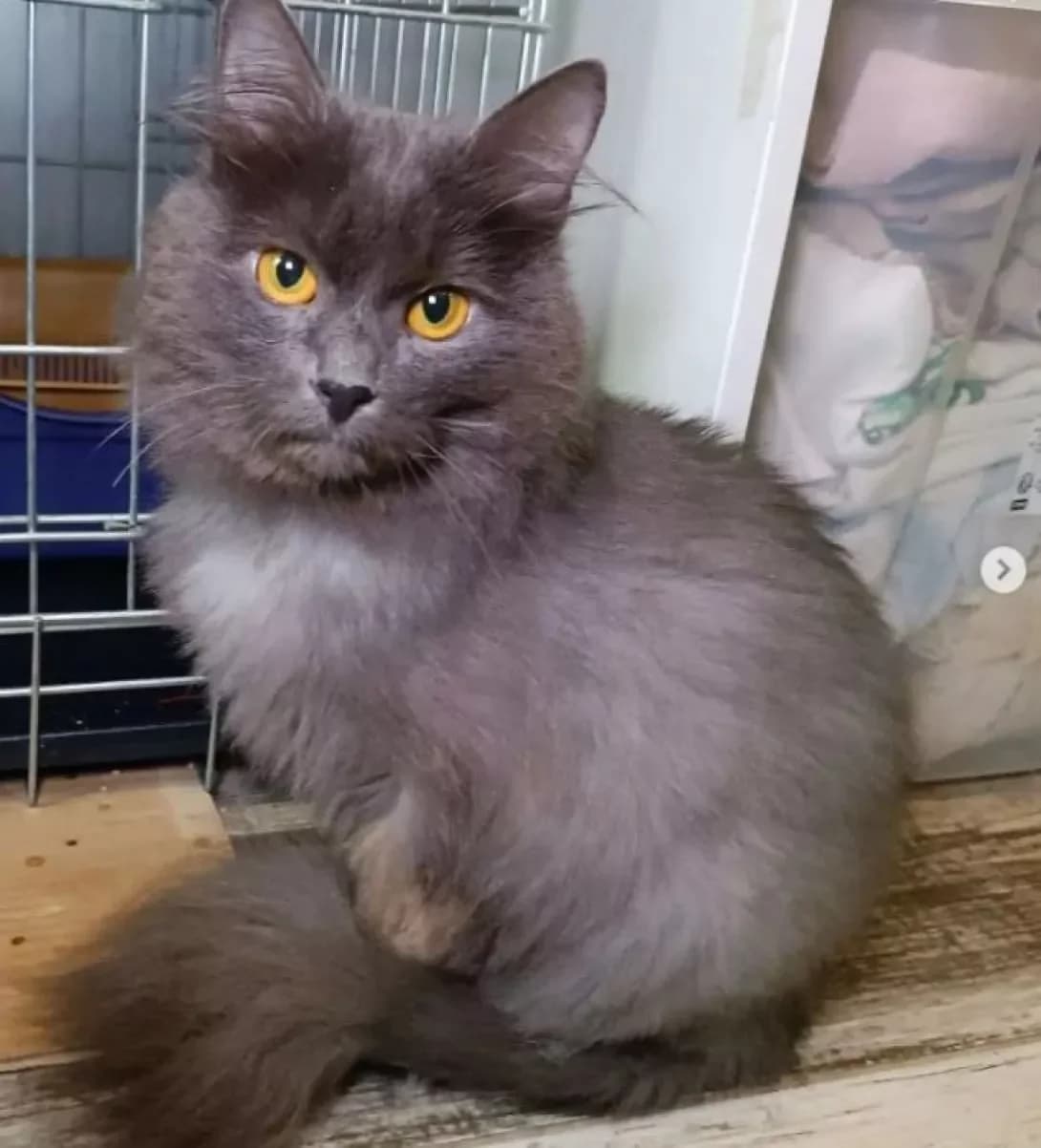 Dymka-Asya (Дымка-Ася), female 4yo Mixed Breed for adoption at Happy Paw Dnipro