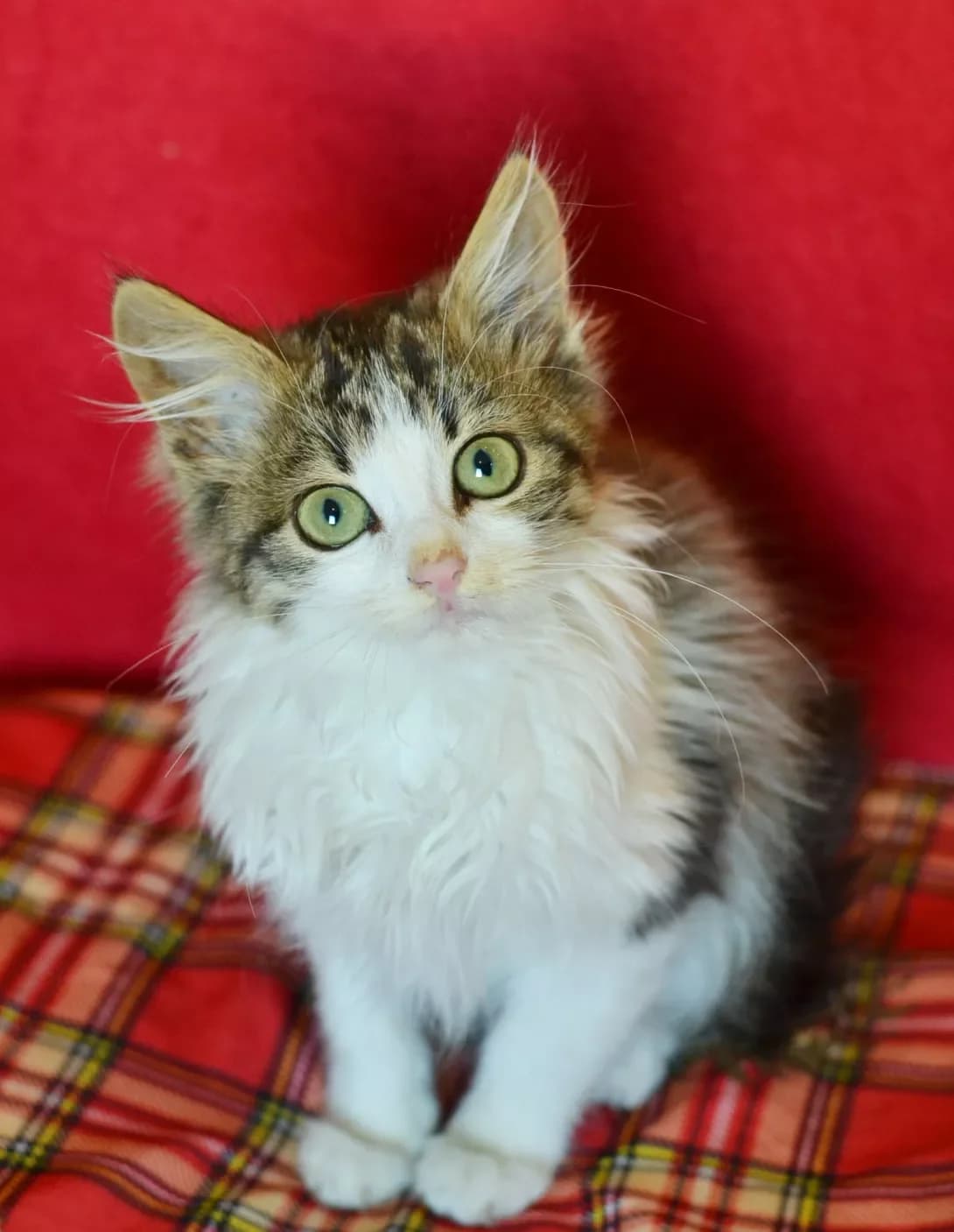 Den (Ден), male young Mixed Breed for adoption at Happy Paw Kyiv