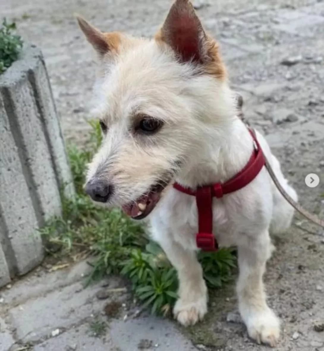 Malchik (Мальчик), Mixed Breed (Happy Paw Dnipro)