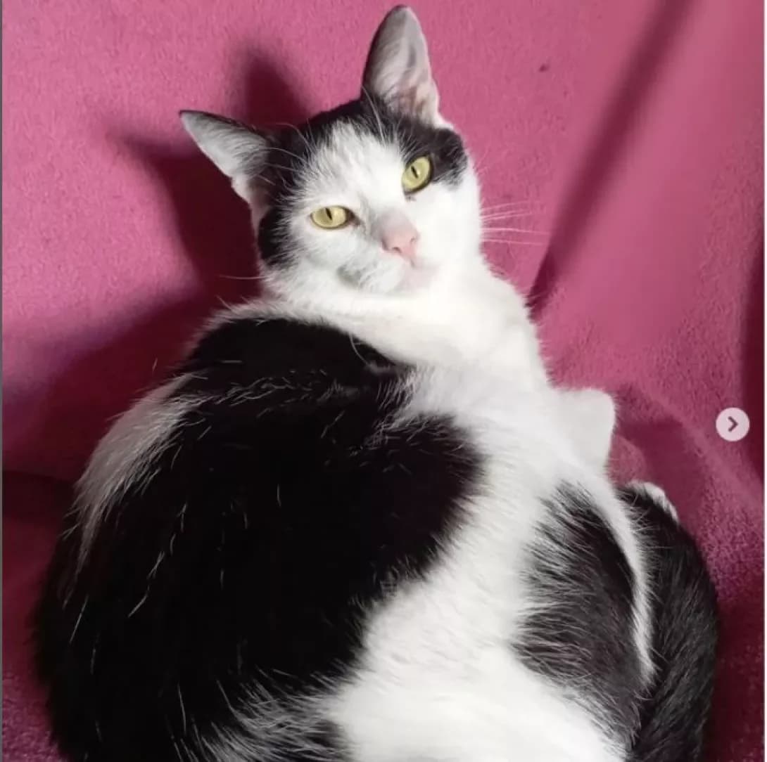 Patrik (Патрик), male young Mixed Breed for adoption at Happy Paw Dnipro