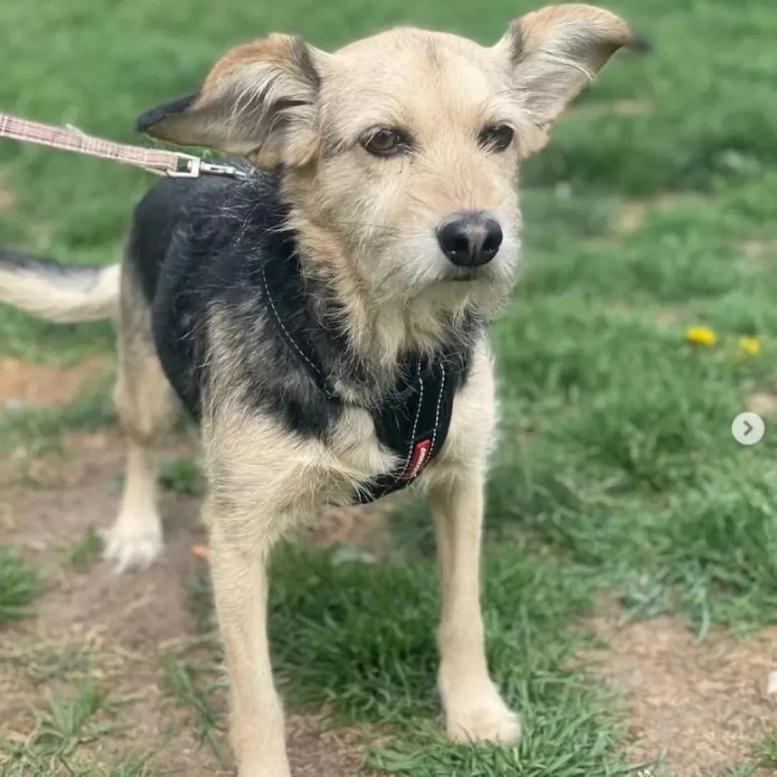 Adel (Адель), Mixed Breed (Happy Paw Dnipro)