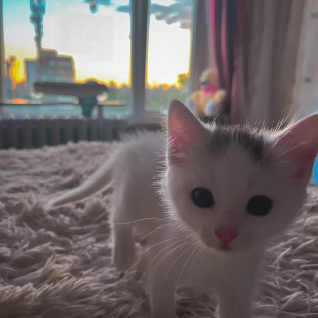 Koshenya Divchinka (Кошеня Дівчинка), female young Mixed Breed for adoption at Happy Paw Kyiv