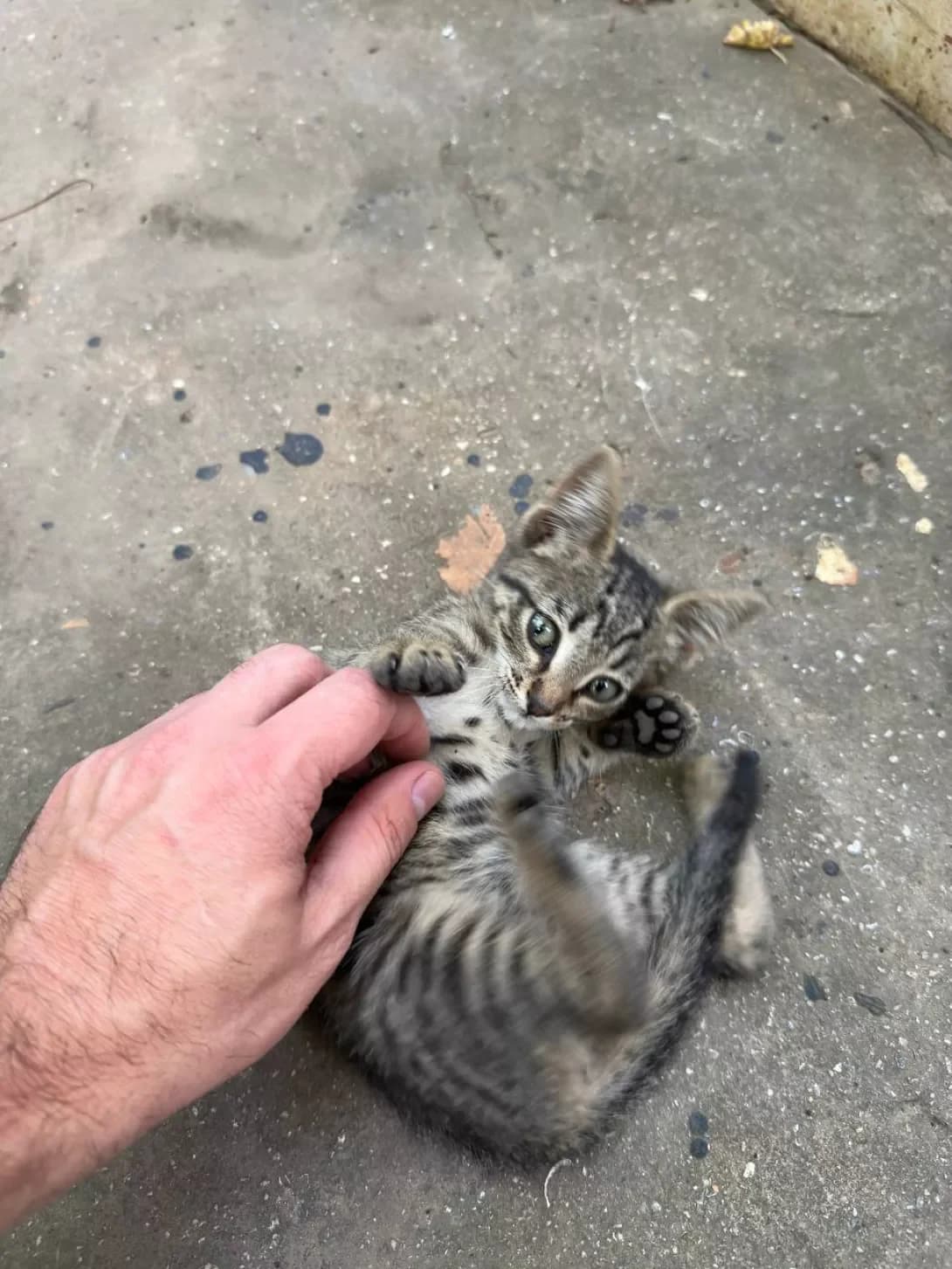 -, female young Mixed Breed for adoption at Happy Paw Odesa
