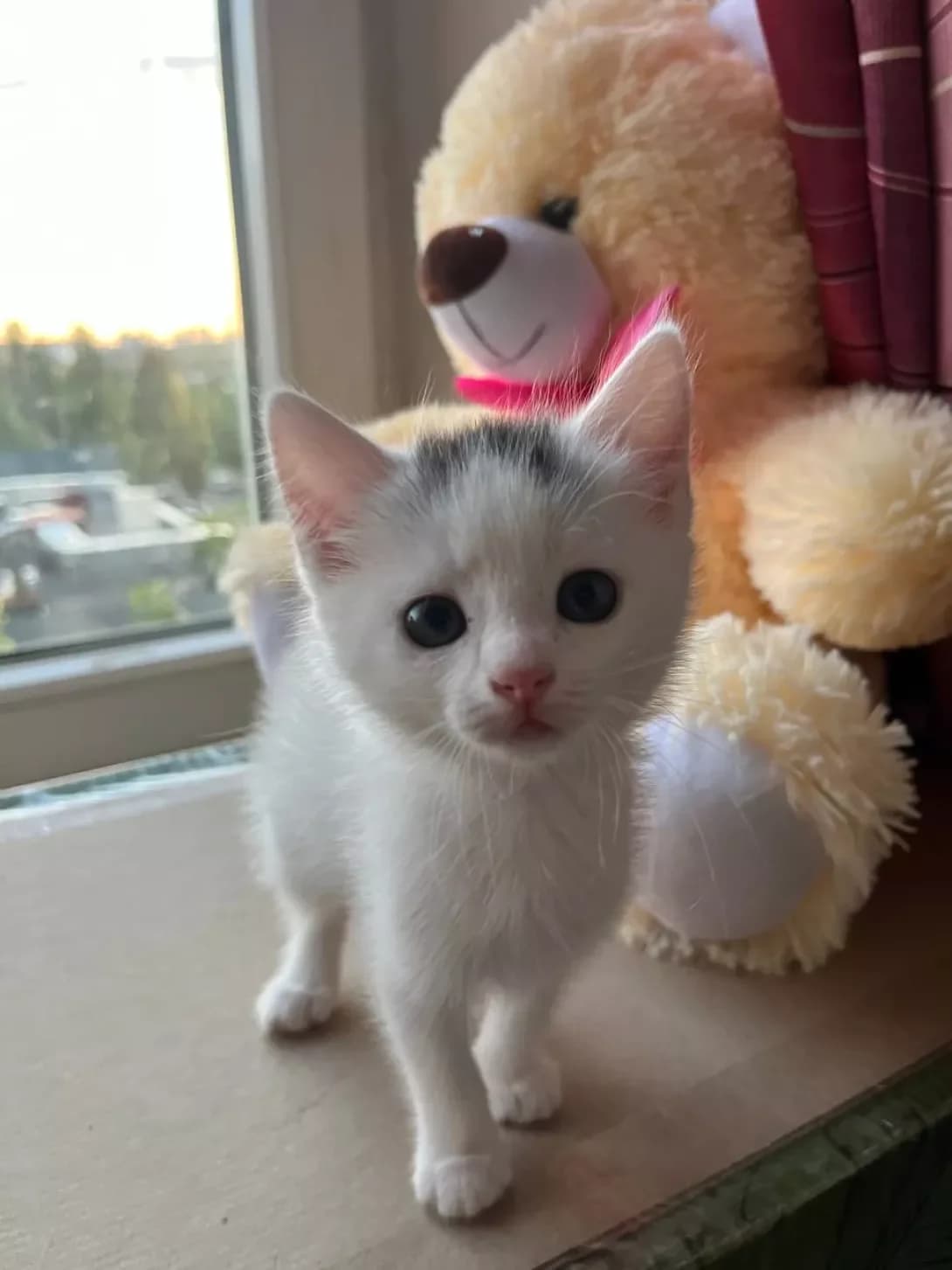 Koshenya Khlopchik (Кошеня Хлопчик), male young Mixed Breed for adoption at Happy Paw Kyiv