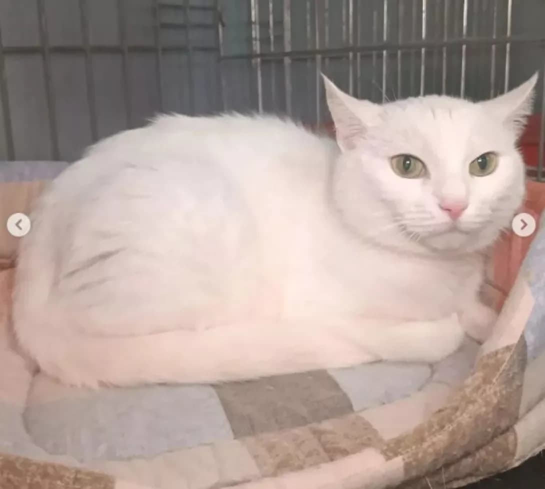 Dana (Дана), female 4yo Mixed Breed for adoption at Happy Paw Dnipro