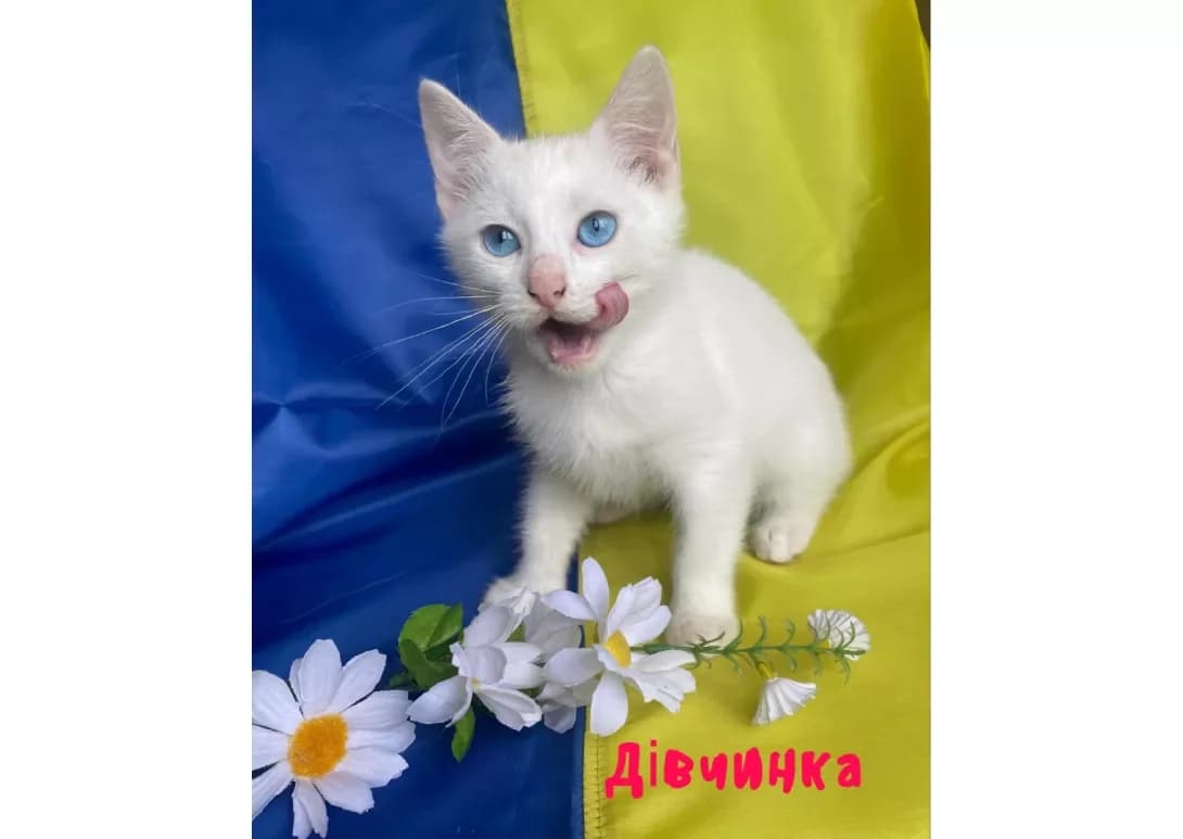 Divchinka (Дівчинка), female young Mixed Breed for adoption at Happy Paw Kyiv