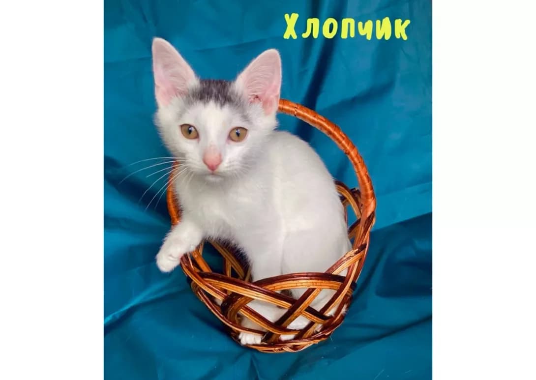 Khlopchik (Хлопчик), male young Mixed Breed for adoption at Happy Paw Kyiv