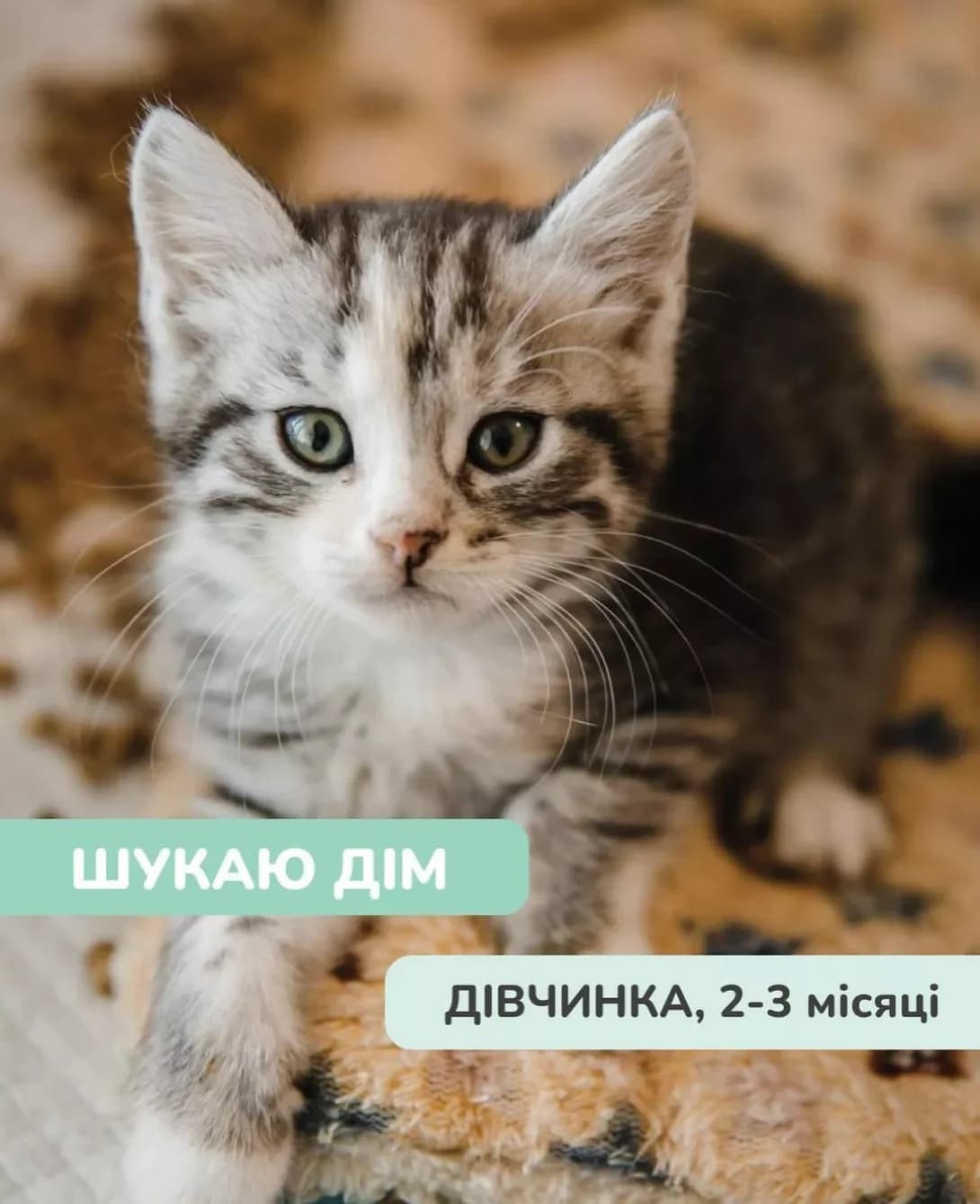 Kotiki (Котики), Mixed Breed (Happy Paw Kyiv Oblast)