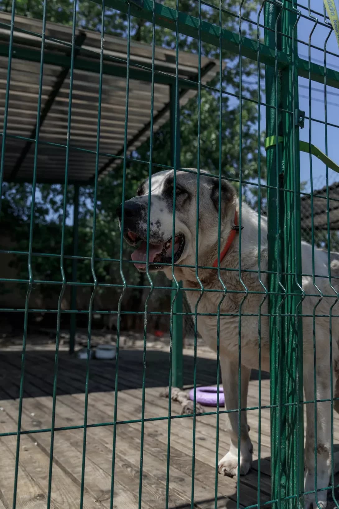 Buba (Буба), Mixed Breed (Happy Paw Kyiv Oblast)
