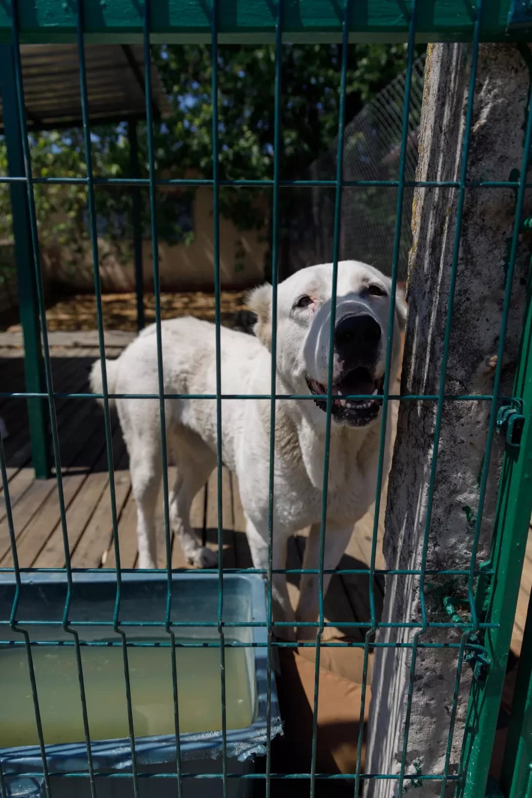 Gretta (Гретта), Mixed Breed (Happy Paw Kyiv Oblast)