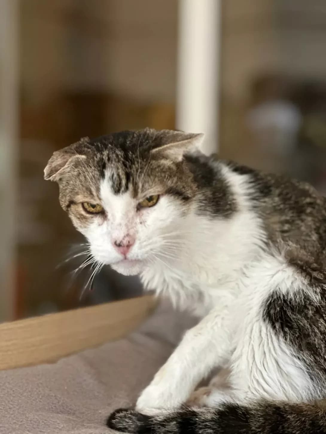 Zyuzik (Зюзік), Mixed Breed (Happy Paw Kyiv Oblast)