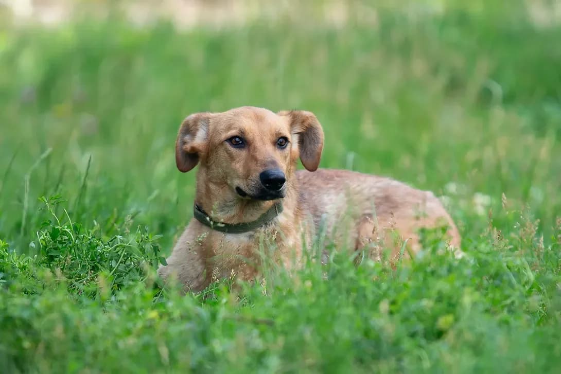 Spoti (Споті), Mixed Breed (Happy Paw Kyiv Oblast)